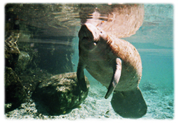 Underwater picture of a manatee.